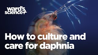 Caring and Culturing for Daphnia [upl. by Rafa]