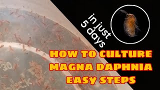 How to Culture Magna Daphnia Easily [upl. by Almena]