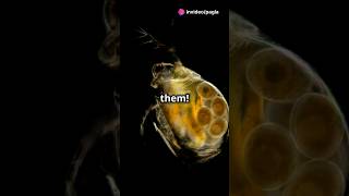 How to culture Daphnia for your Aquarium [upl. by Marka599]