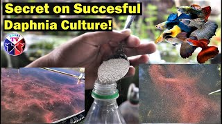 How to Culture Daphnia Successfully [upl. by Wildon]