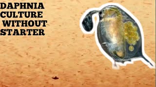 HOW TO CULTURE DAPHNIA NATURALLY WITHOUT A STARTER [upl. by Ahsata]