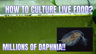 How to Culture Daphnia Secret Method to Breed MILLIONS  Simply Aquatic [upl. by Kalb669]