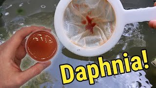 How I Culture Daphnia In Outdoor Tubs [upl. by Annavoeg960]