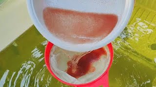 How to culture daphnia  Daphnia culture  How to grow daphnia outdoor [upl. by Ahtnamas]