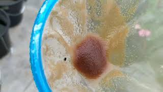 How to culture daphnia moina in a small container Part 1 English Subtitle [upl. by Aisel]