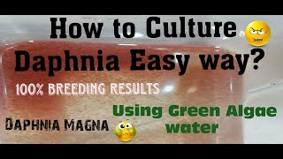 Daphnia MagnaHow to Culture Daphnia Easy wayCulturing Daphnia using Green water Daphnia [upl. by Eiralav771]