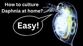 BEST Live Fish Food Beginner guide How to Culture Daphnia at home [upl. by Hullda890]