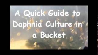 How to culture daphnia outside [upl. by Anigar]