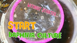 How to culture daphnia moina the easy way 1  Starting the Daphnia culture [upl. by Nuawad]