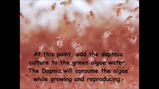 Daphnia  How to grow daphnia in your home [upl. by Claudy178]