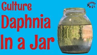 How to Culture Daphnia in a Jar [upl. by Gernhard]