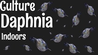 How to Culture Daphnia [upl. by Rehportsirhc]