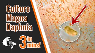 How to culture DAPHNIA MAGNA  The easy way [upl. by Catha]