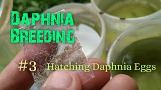 Daphnia Culture made simple and easy 3  Hatching Daphnia eggs [upl. by Kirsti]