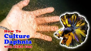 How to Culture Daphnia with ZERO Cost  Unlimited Live Food For Our Fish [upl. by Adoh582]