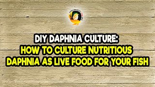 DIY Daphnia Culture How to Culture Nutritious Daphnia as Live Food for Your Fish [upl. by Adnilem253]