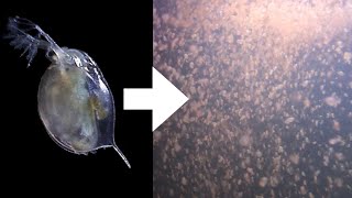 How I Culture Daphnia [upl. by Alohs231]