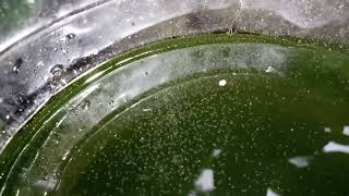 DAPHNIA MOINA CULTURE IN A SMALL BUCKET [upl. by Milt442]