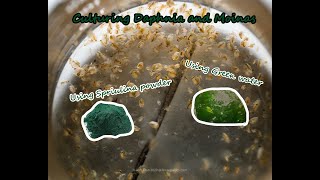 How To Culture Daphnia and Moinas using Green Water Spirulina powder [upl. by Lidia]