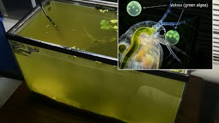 Raising Daphnia for the Freshwater Aquarium [upl. by Richara869]