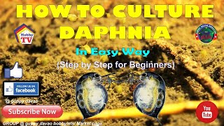 HOW TO CULTURE DAPHNIA In Easy Way [upl. by Dachi]